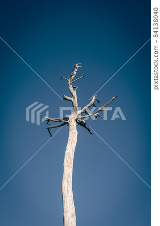 [Environment] A dead tree without leaves 84138040