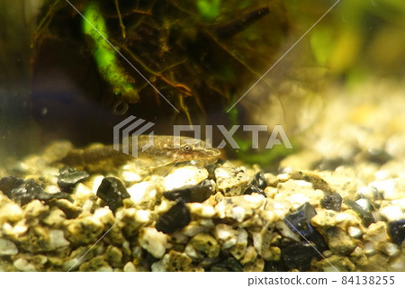 Otosyncles Negro 84138255