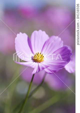 波斯菊在波斯菊領域盛開。 84138506