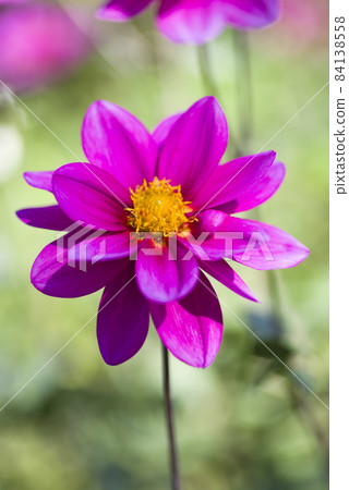 Pink dahlia flowers are in bloom. Pink dahlia flowers are in bloom. 84138558