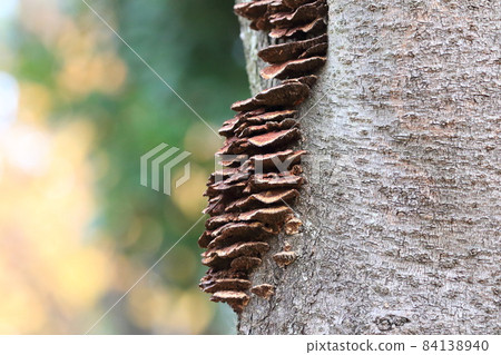 Chrysanthemum fungus 84138940