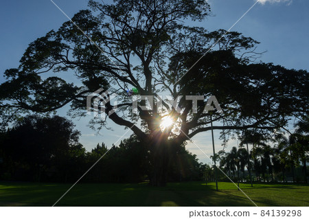 Silhouette of Big Rain Tree (East Indian Walnut or Monkey Pod), sunset shot 84139298