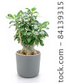 Adenium obesum tree. Flowering houseplant 84139315