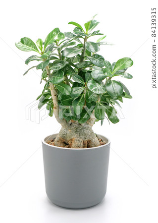Adenium obesum tree. Flowering houseplant 84139315