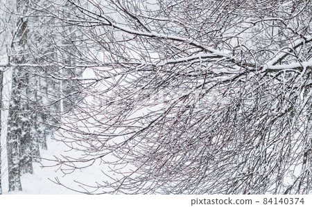 Fairytale fluffy snow-covered trees branches, nature scenery with white snow and cold weather. Snowfall in winter park Fairytale fluffy snow-covered trees branches, nature scenery with white snow and cold weather. Snowfall in winter park 84140374