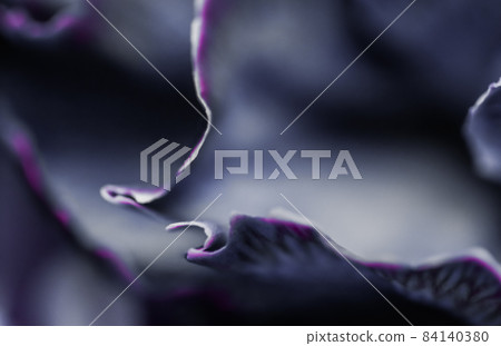Abstract floral background, black carnation flower. Macro flowers backdrop for holiday brand design Abstract floral background, black carnation flower. Macro flowers backdrop for holiday brand design 84140380