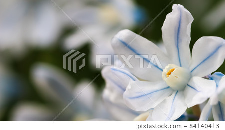 Blooming of beautiful white flowers (Puschkinia scilloides) in the spring garden Blooming of beautiful white flowers (Puschkinia scilloides) in the spring garden 84140413
