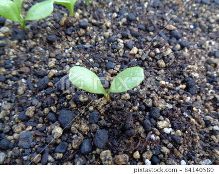 Burdock seedlings Burdock seedlings 84140580