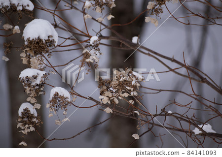Winter withered flowers with snow 84141093
