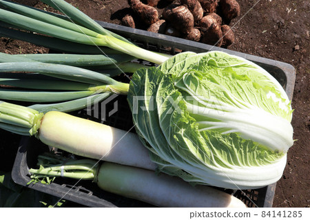 秋天收穫的蔬菜 84141285