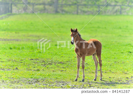 Beautiful thoroughbred foal playing on the ranch 84141287