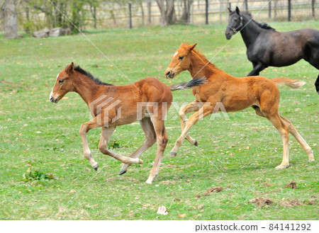 美麗的純種馬駒在牧場上玩 84141292