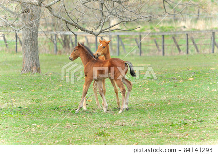Beautiful thoroughbred foal playing on the ranch 84141293