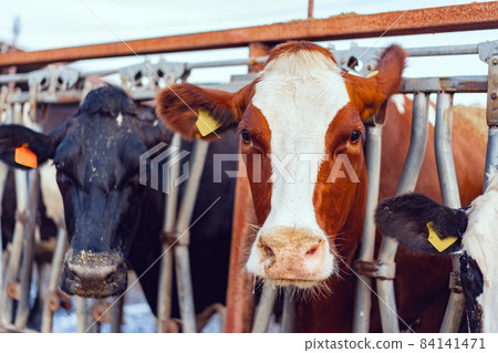 Close up photo of a cow peepng out of a cowshed fence Close up photo of a cow peepng out of a cowshed fence 84141471