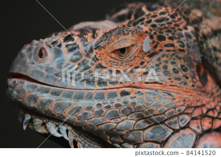 Up of a green iguana with a dinosaur-like appearance 84141520