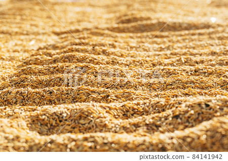 rice paddy stock on close up for rice before threshing or in the husk dry process with sun 84141942