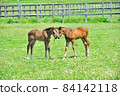 Beautiful thoroughbred foal playing on the ranch 84142118