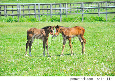 美麗的純種馬駒在牧場上玩 84142118