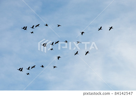 silhouettes of birds flying on the blue sky 84142547