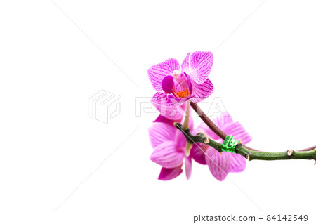 Close - up of orchids flowers 84142549
