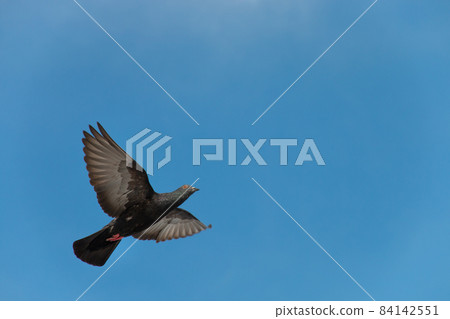 pigeon flying on the blue sky. 84142551