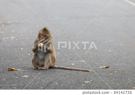 monkey eating corn on the floor monkey eating corn on the floor 84142738