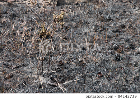 forest after a fire has passed through forest after a fire has passed through 84142739