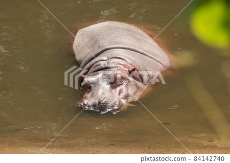 hippopotamus sleeping in the water hippopotamus sleeping in the water 84142740