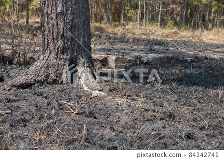 forest after a fire has passed through forest after a fire has passed through 84142741