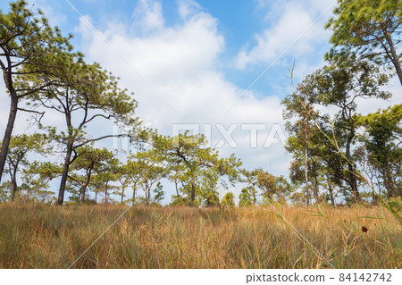 pine tree in tropical forest pine tree in tropical forest 84142742