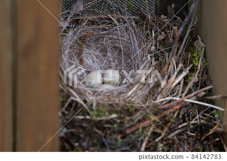 在野鳥的窩裡 在野鳥的窩裡 84142783