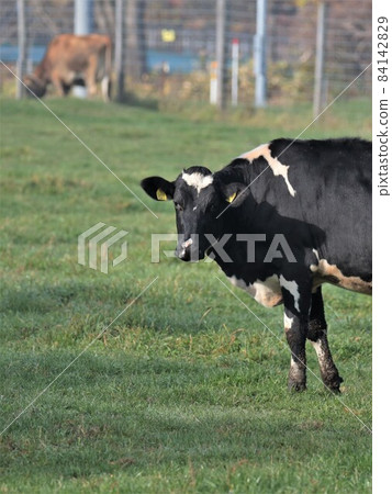 Hokkaido, early morning ranch 84142829