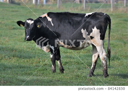 Hokkaido, early morning ranch Hokkaido, early morning ranch 84142830