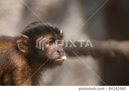 close-up of a capuchin monkey close-up of a capuchin monkey 84142860