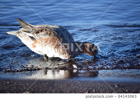 Wigeon female Wigeon female 84143063
