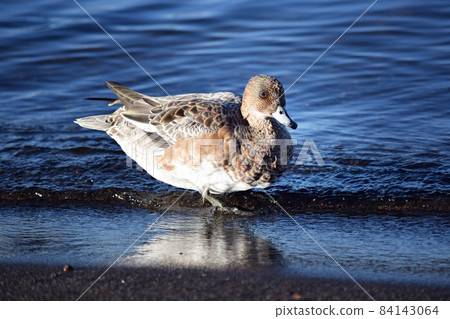 Wigeon female 84143064