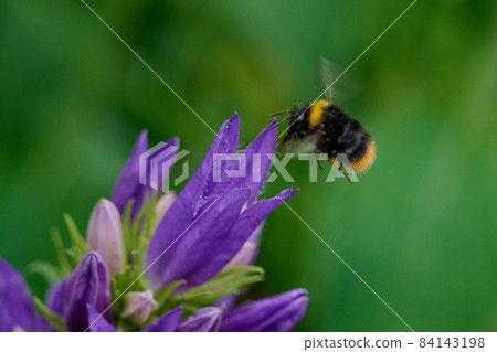 bumblebee collects nectar on flowers purple bells 84143198