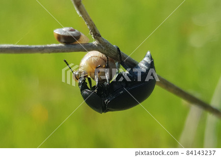a black beetle eats a snail attached to a tree branch 84143237