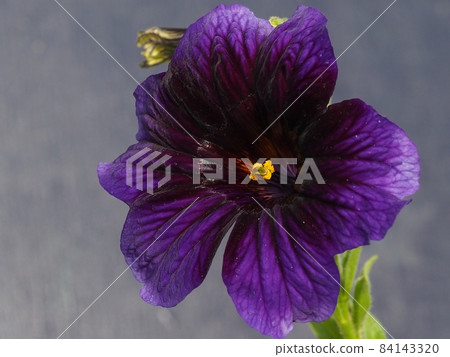 Blue-purple flower Salpiglossis sinuata Blue-purple flower Salpiglossis sinuata 84143320
