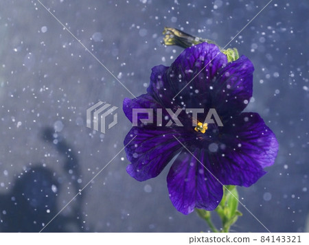 Blue-purple flower Salpiglossis sinuata Blue-purple flower Salpiglossis sinuata 84143321