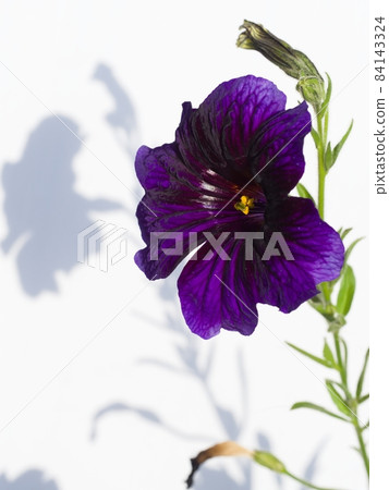 Blue-purple flower Salpiglossis sinuata Blue-purple flower Salpiglossis sinuata 84143324