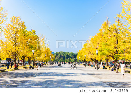 東京站前行古通的一排銀杏樹 84143719