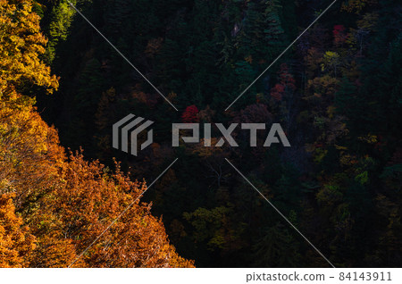 Autumn leaves from Nagawado Dam 84143911