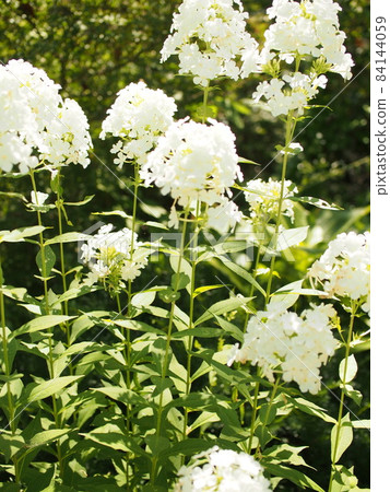 陽光明媚的日子，公園裡的白色繡球花 84144059