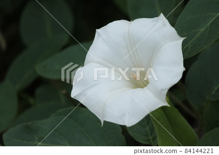 韓國牽牛花 韓國牽牛花 84144221