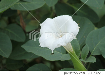Korean morning glory 84144223