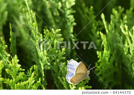 Butterfly Butterfly 84144370