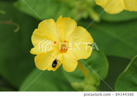 Yellow Oshiroi Bana 84144386