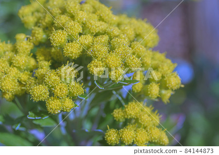 微距拍攝的菊花 微距拍攝的菊花 84144873