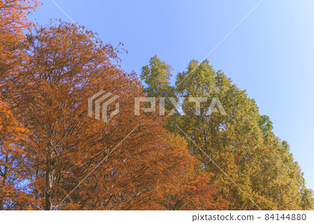 Autumn leaves of Metasequoia Autumn leaves of Metasequoia 84144880
